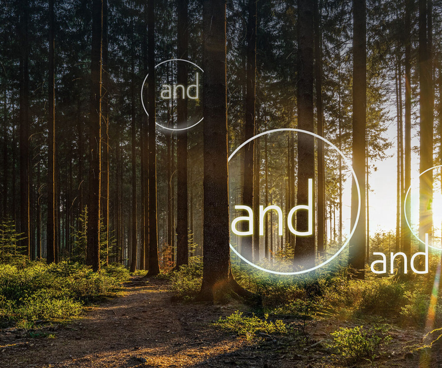 Natural pathway through trees in a sunlit forest