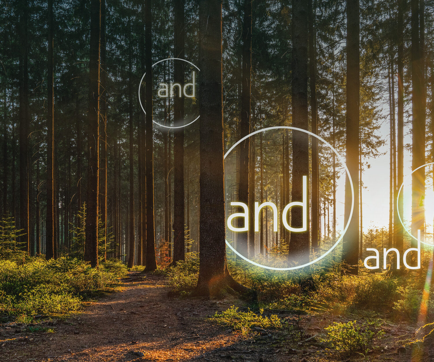 Natural pathway through trees in a sunlit forest